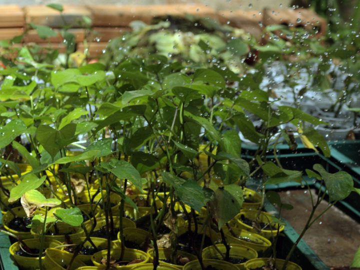 CAPA cria programa para resgatar cultura de batata doce