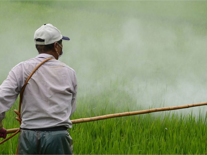 Pivô da crise dos ovos na Europa, pesticida fipronil é utilizado em larga escala no Brasil