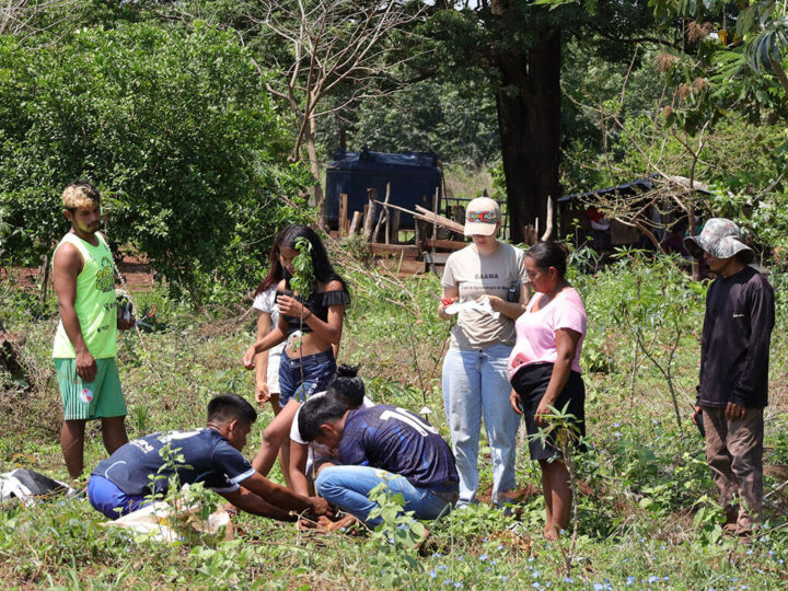 Comunidades Guarani do Oeste do Paraná fortalecem territórios com plantio de árvores nativas e frutíferas