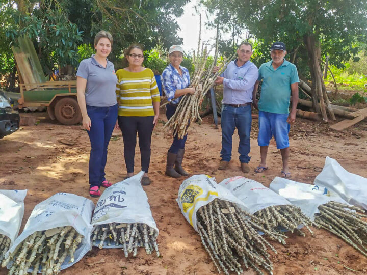 Agricultoras e agricultores de Mariluz avaliam 12 variedades de mandioca de mesa