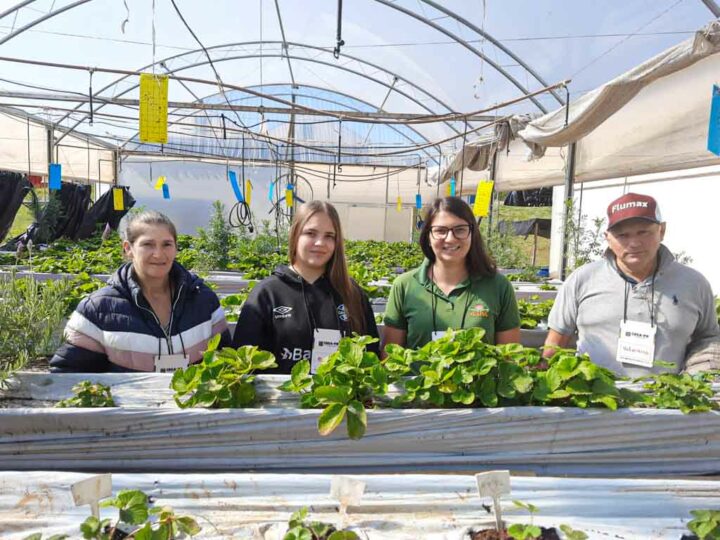IV Encontro Técnico da Cultura do Morangueiro destaca importância da fruticultura