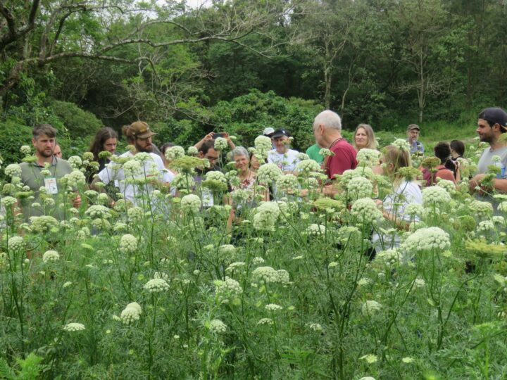 Cursos de produção de sementes fortalecem a autonomia de famílias agricultoras