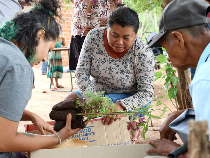 Projeto OPANÁ recebe mais de mil mudas de plantas medicinais para as comunidades indígenas do Paraná