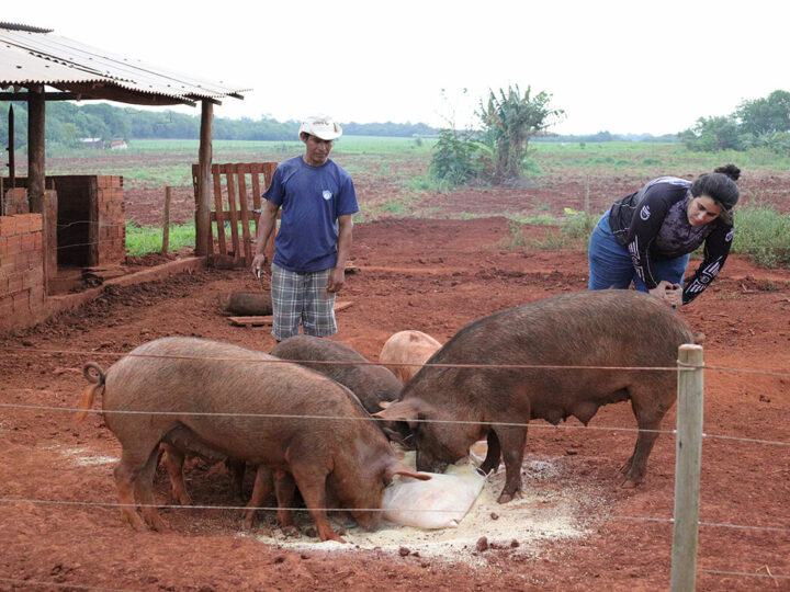 Manejo agroecológico fortalece produção animal sustentável em territórios indígenas no Paraná