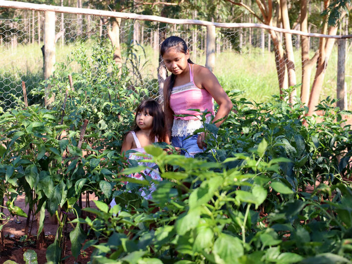 Roçados e quintais produtivos fortalecem a alimentação das famílias Avá Guarani no oeste do Paraná