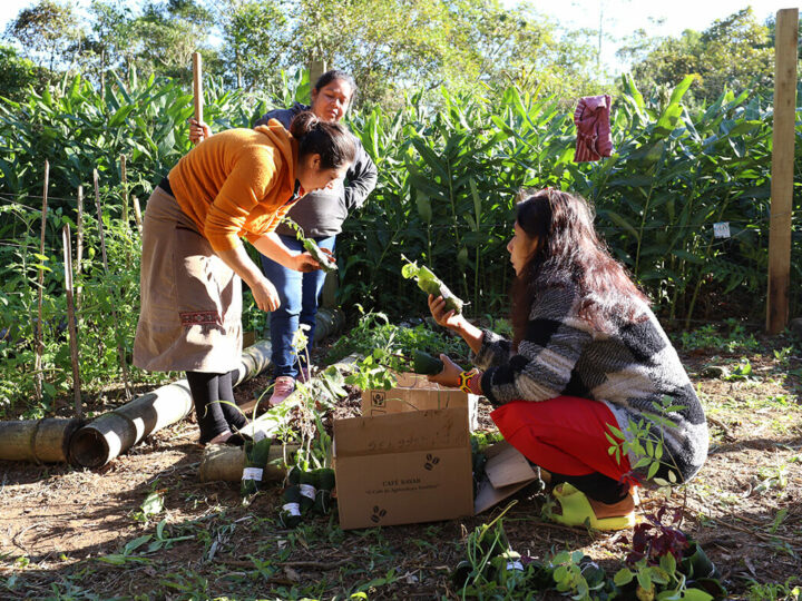 Projeto OPANÁ distribui mais de mil mudas de plantas medicinais e árvores nativas para comunidades Guarani do litoral do Paraná